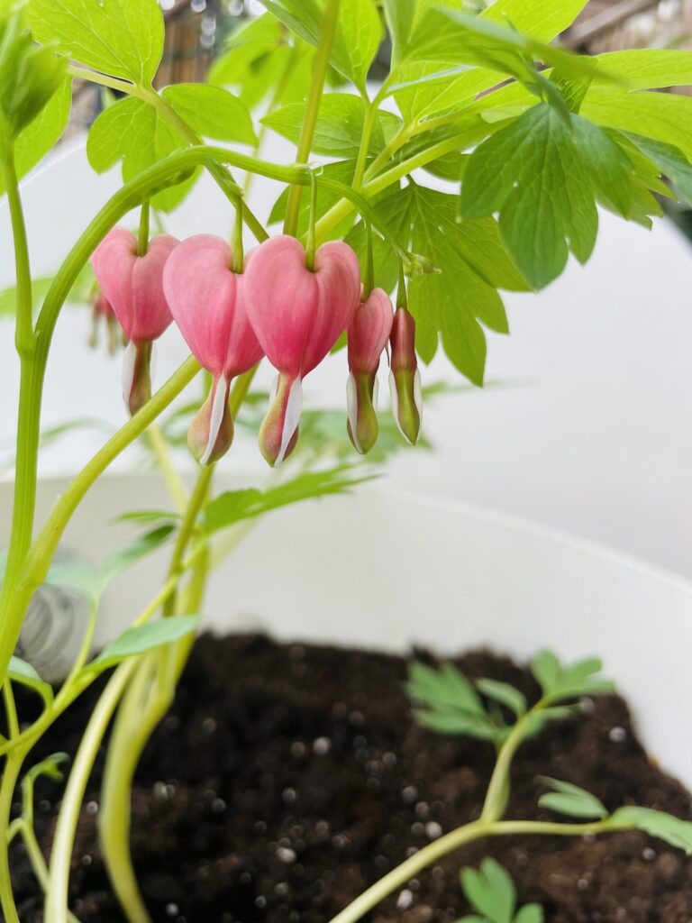 Serduszka. Venus Retreat 2024